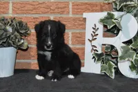 Onyx #1, a male Australian Shepherd for sale in Canton, TX – 2 of 4