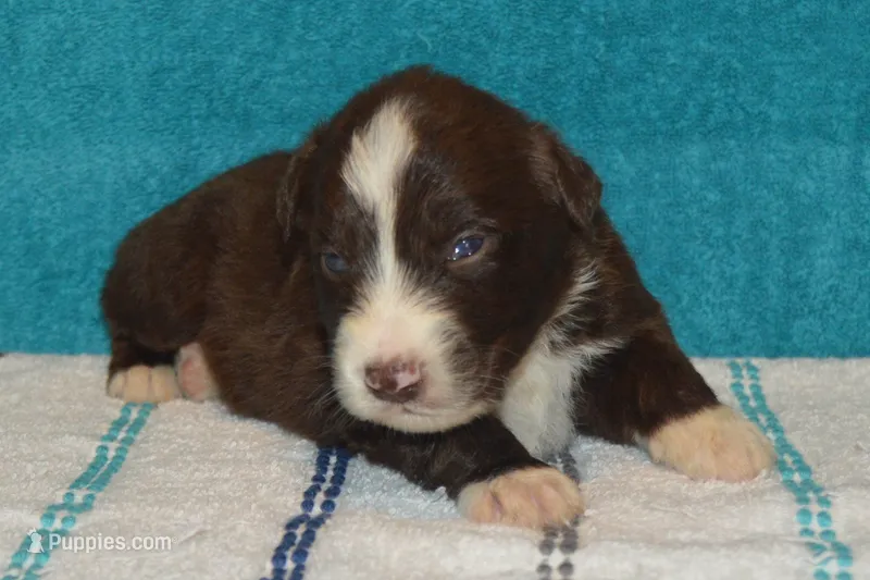 Roja #2 – Australian Shepherd puppy for sale in Canton, TX