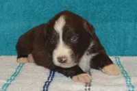 Roja #2, a male Australian Shepherd for sale in Canton, TX – 2 of 2