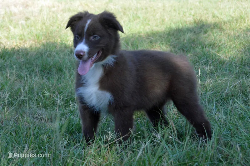 Onyx #6 – Australian Shepherd puppy for sale in Canton, TX