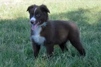 Onyx #6, a female Australian Shepherd for sale in Canton, TX – 1 of 9