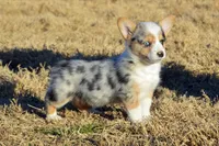 Babe #1, a male Pembroke Welsh Corgi for sale in Canton, TX – Photo 5 of 10