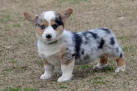 Babe #1, a male Pembroke Welsh Corgi for sale in Canton, TX – Photo 2 of 10