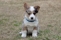 Babe #1, a male Pembroke Welsh Corgi for sale in Canton, TX – Photo 1 of 10