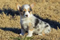 Babe #1, a male Pembroke Welsh Corgi for sale in Canton, TX – Photo 6 of 10