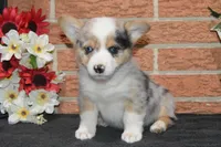 Babe #1, a male Pembroke Welsh Corgi for sale in Canton, TX – Photo 8 of 10