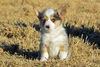 Babe #1, a male Pembroke Welsh Corgi for sale in Canton, TX – Photo 7 of 10