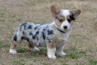 Babe #1, a male Pembroke Welsh Corgi for sale in Canton, TX – Photo 3 of 10