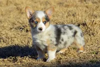 Babe #1, a male Pembroke Welsh Corgi for sale in Canton, TX – Photo 4 of 10