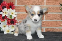 Babe #1, a male Pembroke Welsh Corgi for sale in Canton, TX – Photo 9 of 10