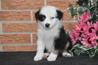 Ellie #7, a female Australian Shepherd for sale in Canton, TX – Photo 2 of 5