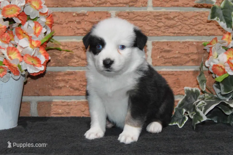 Kelcie #7 – Australian Shepherd puppy for sale in Canton, TX