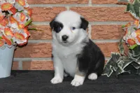 Ellie #7, a female Australian Shepherd for sale in Canton, TX – Photo 3 of 5