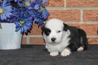 Kelcie #7, a female Australian Shepherd for sale in Canton, TX – Photo 2 of 2