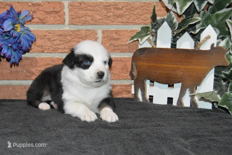 Kelcie #7 – Australian Shepherd puppy for sale in Canton, TX