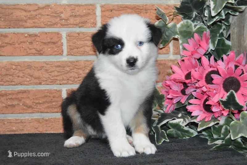 Ellie #7 – Australian Shepherd puppy for sale in Canton, TX