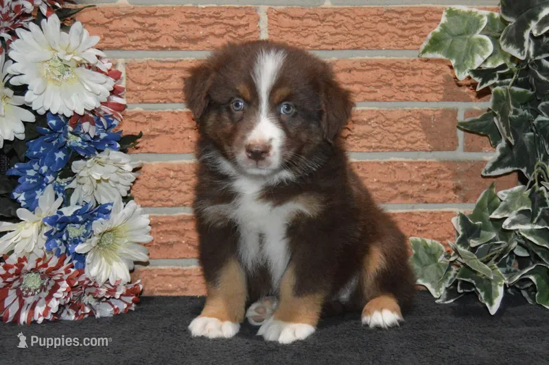 Kora #2 – Australian Shepherd puppy for sale in Canton, TX