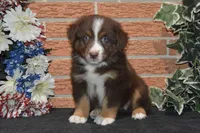 Kora #2, a male Australian Shepherd for sale in Canton, TX – 1 of 1