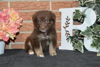 Onyx #9, a female Australian Shepherd for sale in Canton, TX – 2 of 4