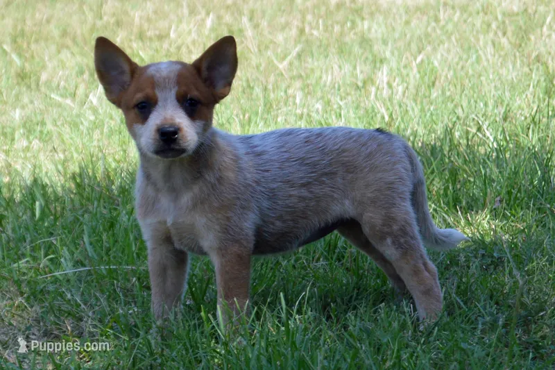 Teeter #9 – Australian Cattle Dog puppy for sale in Canton, TX