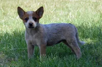 Teeter #9, a female Australian Cattle Dog for sale in Canton, TX – 4 of 9