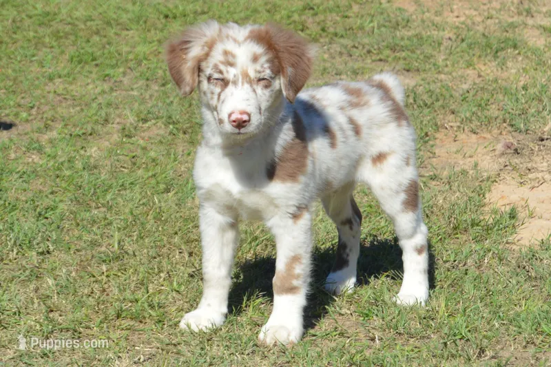 Kelcie #2 – Australian Shepherd puppy for sale in Canton, TX