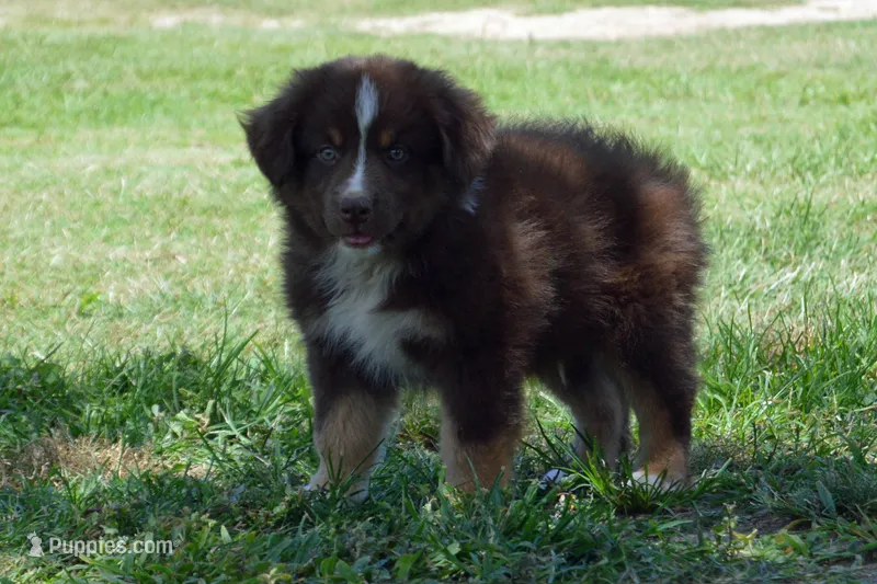 Kora #3 – Australian Shepherd puppy for sale in Canton, TX