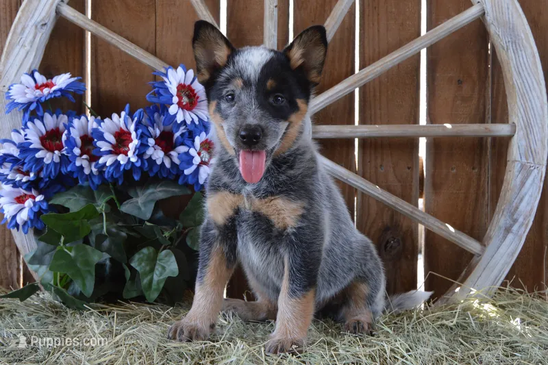 Zona #1 – Australian Cattle Dog puppy for sale in Canton, TX