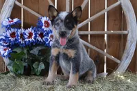 Zona #1, a male Australian Cattle Dog for sale in Canton, TX – 1 of 5