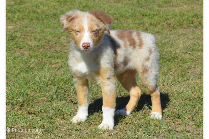 Kelcie #1 – Australian Shepherd puppy for sale in Canton, TX