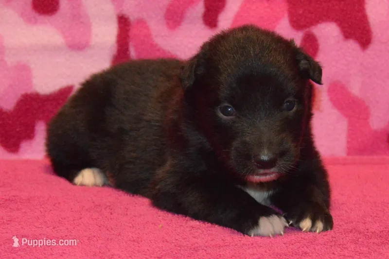 Onyx #5 – Australian Shepherd puppy for sale in Canton, TX