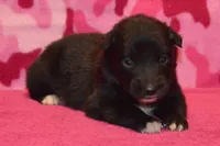Onyx #5, a female Australian Shepherd for sale in Canton, TX – 4 of 4