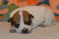 Teeter #2, a male Australian Cattle Dog for sale in Canton, TX – 4 of 4