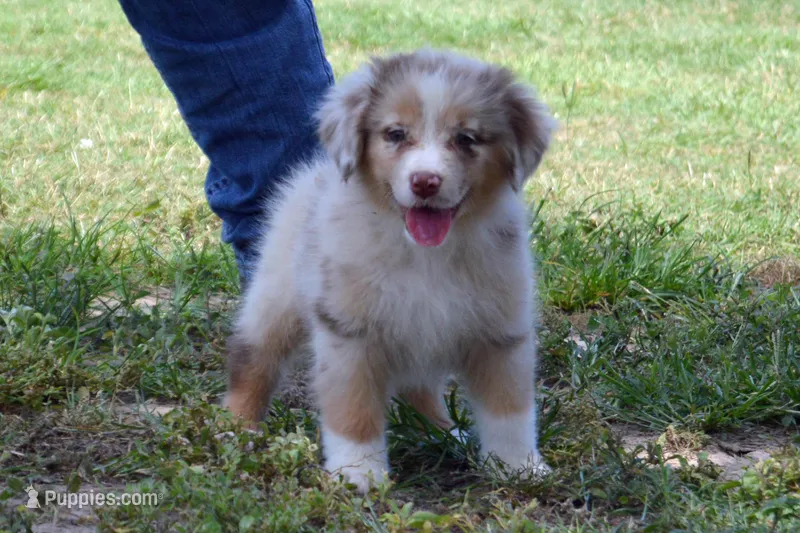 Kora #8 – Australian Shepherd puppy for sale in Canton, TX