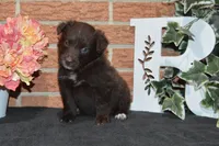Onyx #8, a female Australian Shepherd for sale in Canton, TX – 2 of 4