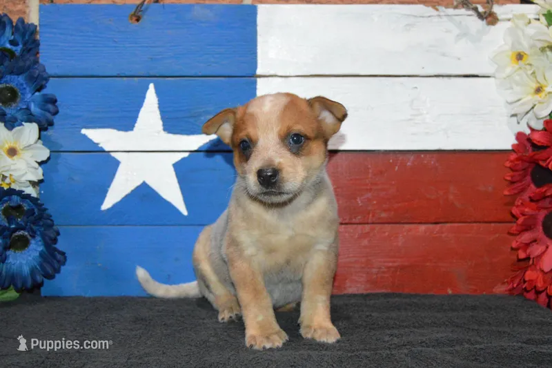 Teeter #9 – Australian Cattle Dog puppy for sale in Canton, TX
