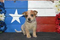 Teeter #9, a female Australian Cattle Dog for sale in Canton, TX – 1 of 4