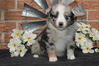 Nattie #5, a male Australian Shepherd for sale in Canton, TX – Photo 2 of 4