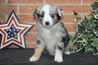 Nattie #5, a male Australian Shepherd for sale in Canton, TX – Photo 1 of 4