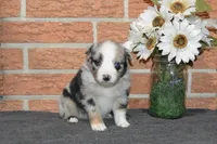 Nattie #5, a male Australian Shepherd for sale in Canton, TX – Photo 4 of 4