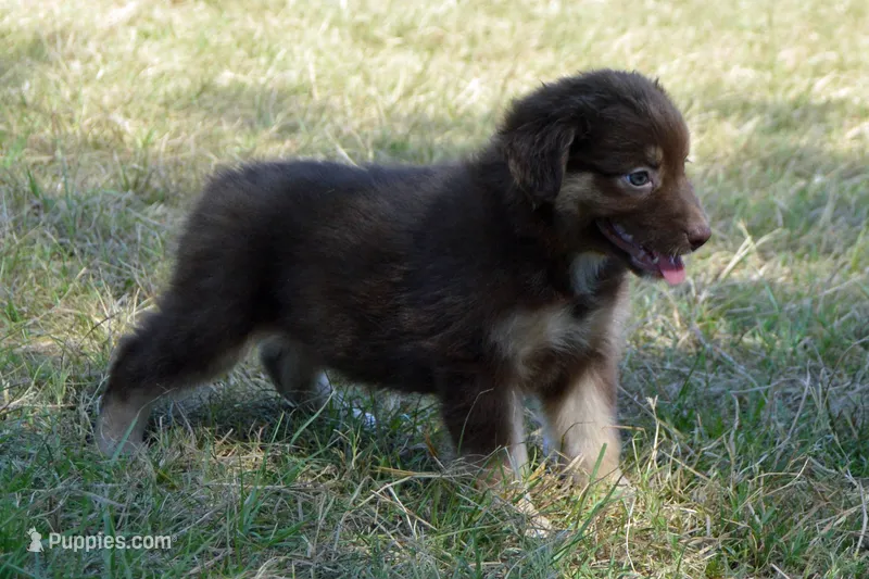 Onyx #9 – Australian Shepherd puppy for sale in Canton, TX