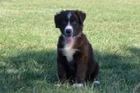Roja #2, a male Australian Shepherd for sale in Canton, TX – 2 of 9