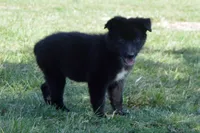 Onyx #5, a female Australian Shepherd for sale in Canton, TX – 4 of 10