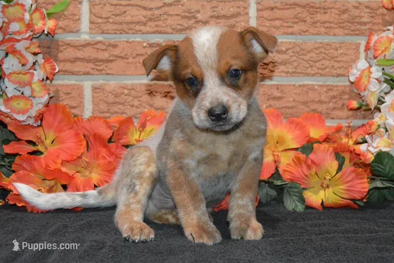 Teeter #1 – Australian Cattle Dog puppy for sale in Canton, TX