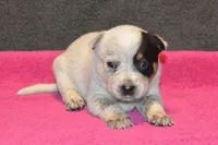 Letty #8, a female Australian Cattle Dog for sale in Canton, TX – 3 of 3