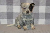 Letty #8, a female Australian Cattle Dog for sale in Canton, TX – 2 of 3