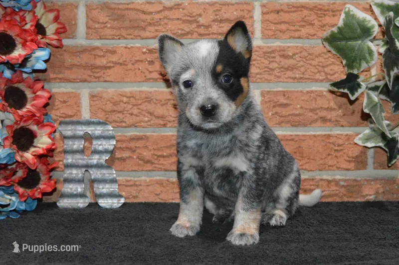 Letty #8 – Australian Cattle Dog puppy for sale in Canton, TX