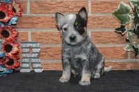 Letty #8, a female Australian Cattle Dog for sale in Canton, TX – 1 of 3