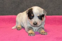 Letty #5, a female Australian Cattle Dog for sale in Canton, TX – 3 of 3