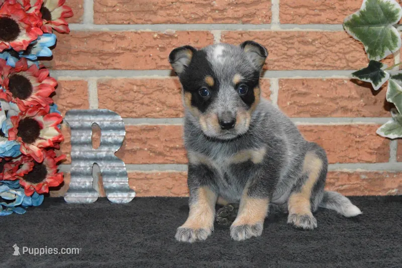 Letty #5 – Australian Cattle Dog puppy for sale in Canton, TX